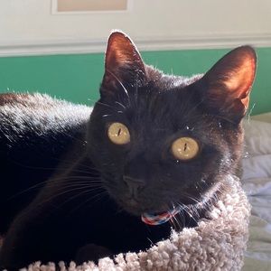 Meet your Posher, Sophie